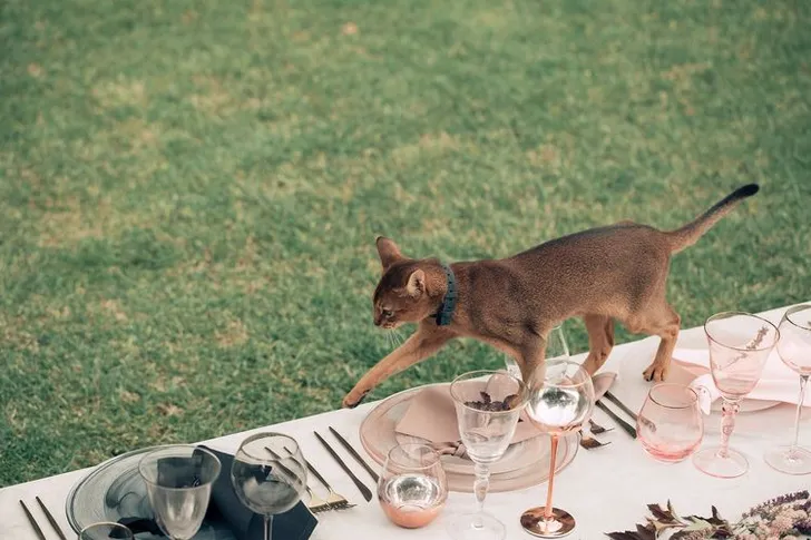 Акварельные оттенки за прямоугольным столом